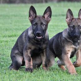German Shepherd Puppies from Vom Anfang German Shepherds