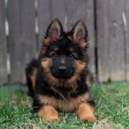 German Shepherd Puppies from Salty Raccoon Ranch German Shepherds