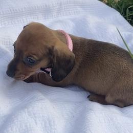Red girl - Red female Dachshund puppy in Clinton, Tennessee from 4-LOVES Dachshunds