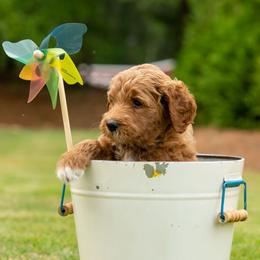 Goldendoodle Puppies from Ellie's Goldendoodles