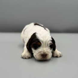 Noel - Tri-Roan female English Springer Spaniel puppy in Rogers, Ohio from StoneyBrook Setters