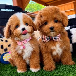 Twinkie - Red male Maltipoo puppy in Sugar Land, Texas from Celebrity Maltipoos