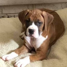 Boxers from Duck Creek Kennels