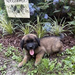 Elke - Reddish brown female Leonberger puppy in Brandywine, Maryland from QVR Labradors, Leonbergers and Frenchies