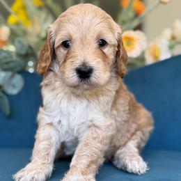 Hendrix - Apricot male Goldendoodle puppy in Yuciapa, California from AlltheDoodlez_