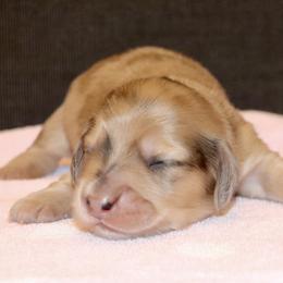 Girl 2 - female Dachshund puppy in Raleigh, North Carolina from McLovin Doxies