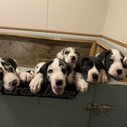 Great Dane Puppies from Cook’s Gentle Giants