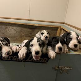 Great Dane Puppies from Cook’s Gentle Giants