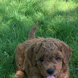 Goldendoodle Puppies from Missoula Family Goldendoodles