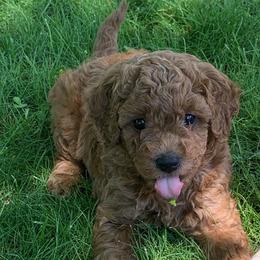 Goldendoodle Puppies from Missoula Family Goldendoodles