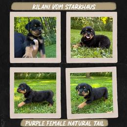 Kilani Vom Starkhaus - Black and mahogany female Rottweiler puppy in Pomfret Center, Connecticut from Starkhaus Rottweilers & Frenchies