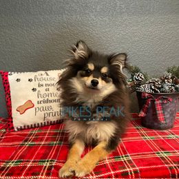 HeiHei - Black male Pomsky puppy in Littleton, Colorado from Pikes Peak Pomskies