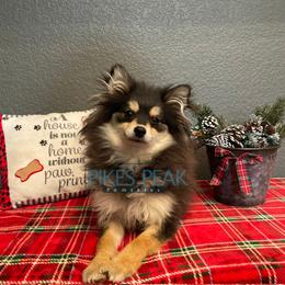 HeiHei - Black male Pomsky puppy in Littleton, Colorado from Pikes Peak Pomskies