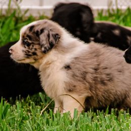 Australian Shepherd Puppies from Gulf Coast Aussies