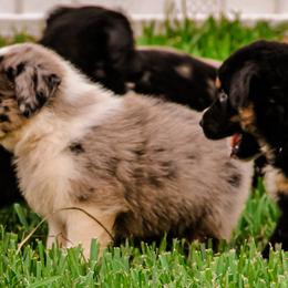 Australian Shepherd Puppies from Gulf Coast Aussies