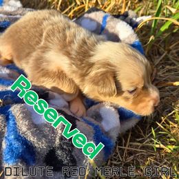 Reese's - Red merle female Australian Shepherd puppy in Abilene, Texas from S&K Aussies N' Rotties