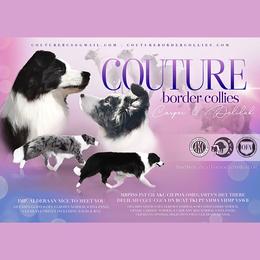 Border Collie puppies from Couture Border Collies