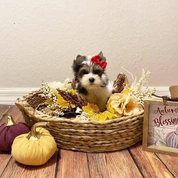 Yorkshire Terrier Puppies from Happy Tails Yorkies