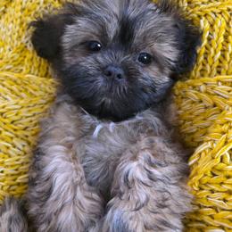 Doralee - Brown female Shichon puppy in Ronda, North Carolina from Willow River