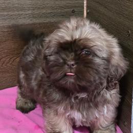 Trixy Girl 1 - Liver female Shih Tzu puppy in Meadows Of Dan, Virginia from Walt’s Shih Tzus