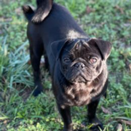 Boston Terriers and Pugs from D&S Kennels