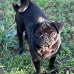 Boston Terriers and Pugs from D&S Kennels
