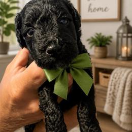 Salsa - Black female Poodle puppy in Port Saint Lucie, Florida from Abbott Standard Poodles