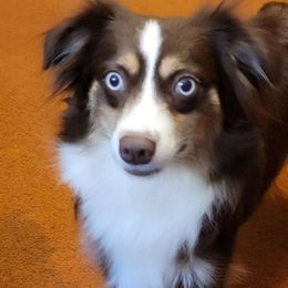 Hazel - Toy Australian Shepherd