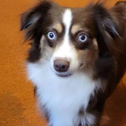 Hazel - Toy Australian Shepherd
