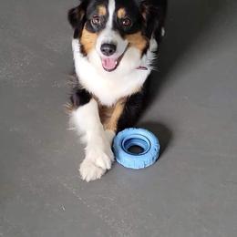 Napa - Black tri-color Australian Shepherd puppy in Rutledge, Tennessee from Kicking K Australian Shepherds