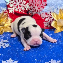 Black n white dot head boy - Black and white male Boston Terrier puppy in Corsicana, Texas from JT Bostons