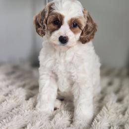 Princess Peach - Parti female Goldendoodle puppy in Newdale, Idaho from Canyon Creek Puppies
