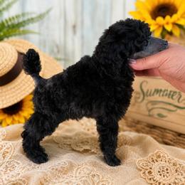 Mochi - Silver male Poodle puppy in Marsing, Idaho from Araceli Toy Poodles