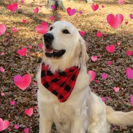 Trek - Golden Retriever