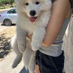 Samoyed Puppies from Virgin River Samoyeds