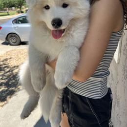 Samoyed Puppies from Virgin River Samoyeds