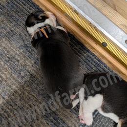 Orange - Black tan and white male Beagle puppy in Vallejo, California from Tailwindfarm