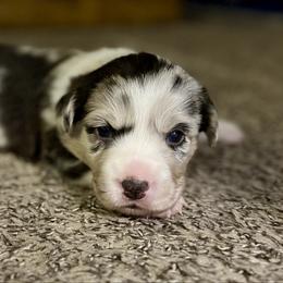 Tinsel - Blue merle and white male American Corgi puppy in Temple, Texas from Silver Moon Cardigan and American Corgis