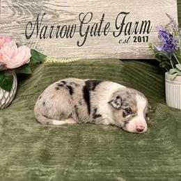 Lacey - White and blue merle female Border Collie puppy in Moody, Texas from Narrow Gate Farm