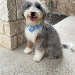 Grey - Bernedoodle