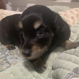 Male black and tan  longhair - Black and tan male Dachshund puppy in Bethany, Connecticut from Mardox Dachshunds