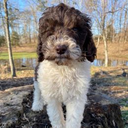 Labradoodles and Poodles from Painted Hollow Farms