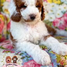 Star - female Bernedoodle puppy in Clinton, Oklahoma from Golden Paws Fur Babies