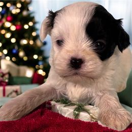 Maltipoo puppies from Clearview Canines