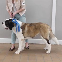 Trixie - Saint Bernard