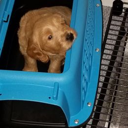 Australian Labradoodle Puppies from Deer Pines Labradoodles, LLC