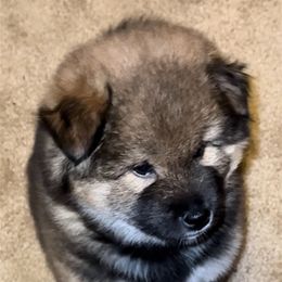 Ototo (lil brother) - Sesame male Shiba Inu puppy in Derby, Kansas from Heart’s Desire Shiba Inus