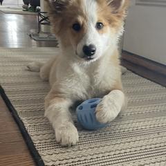 Icelandic Sheepdog Puppies from Windswept Icelandic Sheepdogs