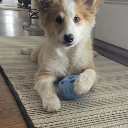 Icelandic Sheepdog Puppies from Windswept Icelandic Sheepdogs