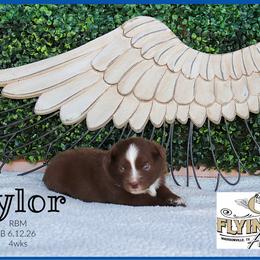 Baylor - Red tri male Miniature Australian Shepherd puppy in Madisonville, Texas from Flying LL Aussies